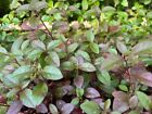 Red Rotala  Live Aquarium Plant  Easy Grow  3 Bunches