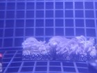 5 Random Beginner Soft Coral Frag Pack