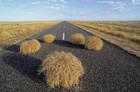 Genuine Wyoming Tumbleweed For Decor  Art  Photography  Etc 