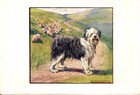 1906 Antique Old English Sheepdog Print Stokes Dog Art Illustration 6440b