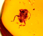 Stink Bug With Wasp And Leaves In Beautiful Green Dominican Amber Fossil