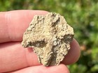 Alabama Fossil Starfish Cast Mississippian Age Bangor Limestone Formation