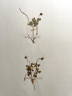Antique Herbarium Pressed Botanical Specimen 1900s Moschatel 15  X 10 