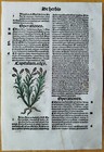 Post Incunable Leaf Hortus Sanitatis Colored Woodcuts Botany  u  - 1511