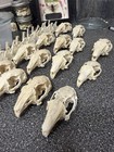Rabbit Skulls Bulk Lot X14     Real Animal Bones     Oddities   Taxidermy