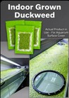 Live Duckweed Aquarium Floating Plants Indoor Grown Nitrate Remover Water Purify