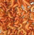Live Butter Worms Trout Bait   Pet Reptile Jumbo Butterworm Living Pets Food