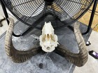 Ram Skull
