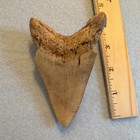 Megalodon Shark Tooth Fossil With Serrated Edges From Indonesia   3-4 Inches