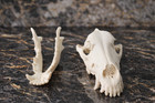 Life-size German Shepherd Skull Replica - Museum-quality Anatomical Model
