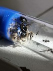Pheidole Rhea Queen 20w  Feeder Insect  Reptile Food-rare - Largest Usa Pheidole