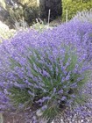 English Lavender Flower Buds Organic Quality Dried Native Nw Usa - 2 Oz Bag