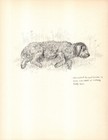 Vintage Kathleen Barker Otterhound Print Wall Art Decor 1938 Illustration 6714m
