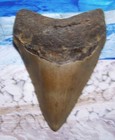 Megalodon Shark Tooth 4  1 8  Sharks Teeth Big Jaw Fossil  Megladon Serrated