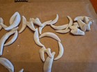 71 Real Coyote   Fox Fangs Molars Teeth Taxidermy Art Crafts Weird Odd Unqiue