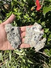 Agatized Coral Fossil Chalcedony Fossilized Mineral Specimen Florida  fl002b 