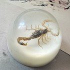 Resin Scorpion Dome Ornament With Preserved Scorpion Collectible