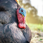 Open Box Primos Photoform Strutter Turkey Decoy- Real Turkey Image Printed