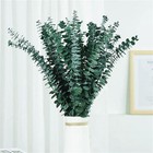 10 Pcs Fresh Eucalyptus Shower Natural Eucalyptus Plant For Shower Hanging Cozy