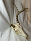 Wild 4 Point Whitetail Deer Antler Rack Horn European Skull Mount Broken Unique