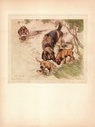 1938 Antique Otterhound Print Vernon Stokes Otterhound Illustration Art 6365b