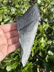 Natural Beautiful 4 92    Megalodon Tooth Fossil Shark Teeth