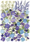 100 Pcs Real Dried Pressed Flowers Leaves Natural Plant Herbarium For Diy Res   