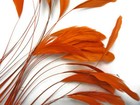 1 Dozen - Orange Stripped Coque Tail Feathers Wholesale Craft Supplier Costume