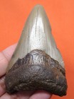 Megalodon Shark Tooth - Real Fossil - 2 79 Inches  Shark Teeth - No Restorations