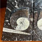  Nataloid And Orthceras Fossil Bookends Or Decor