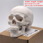 Human Skull Replica - 1 1 Medical Scan Anatomical-study Gem