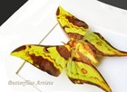 Malaysian Moon  Actias Maenas Real Moth Framed Entomology Collectible Shadowbox