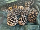 Large Pine Cones Thick   Heavy