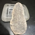 Great 3 5 Inch Broad Fern Both Plus And Minus Hand Cracked With Hammer In Strip