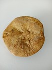 Sand Dollar Fossil 3  Polished In Great Condition