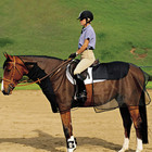 Quiet Ride Horse Bug Armor Bundle Set