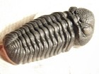 Big  400 Million Year Old  Phacops Trilobite Fossil On Matrix 100  Natural 264gr