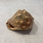 Helmet  Conch Shell 5 5    Seashell