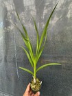 Florida Native Cowhorn Orchid Species Cyrtopodium Punctatum 3  Pot