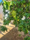 Fresh Soursop   Guanabana