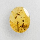 Unknown Flies In Burmese   Burmite Amber Fossil   100  Genuine Amber 