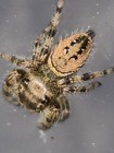 Brilliant Jumping Spider
