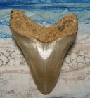 Megalodon Shark Tooth 3 5 8  Sharks Teeth Large Jaw Classic Fossil Real Serrated