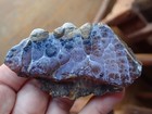 Botryoidal Fossil Coral Geode Fragment Ga Amber Agate Specimen  Ocean Wc28