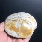 213g Natural Starfish Crystal Specimen 09