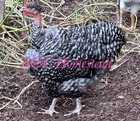 Turkens Chicken Hatching Eggs Pack 8  Eggs Mixed Colors