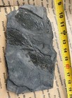 Wonderful Rare Mortality Plate Of Jurassic Dinosaur Age Fish Fossils Semionotus 