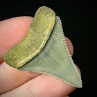 Museum Grade Great White Shark Tooth 1 53  Megalodon Teeth Era Fossil Unrestored