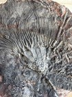 Large Authentic Scyphocrinites     sea Lily     Fossil Plate     Silurian Period  8 5 