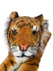 Melissa   Doug Tiger Giant Stuffed Animal Jumbo Plush  over 5 Feet Long 